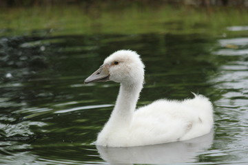 白鳥のヒナ鳥