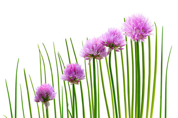 Chives