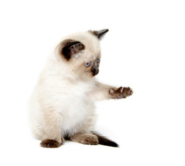 Cute cat with paw up