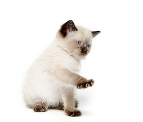 Obraz premium Cute cat with paw up