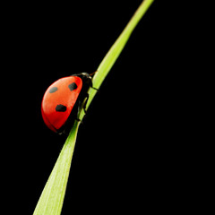 ladybug isolated on black