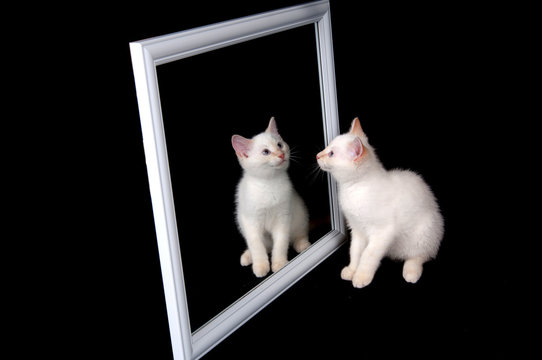 White Cat In A Mirror