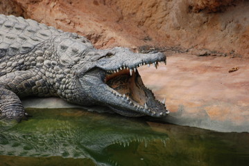 crocodile