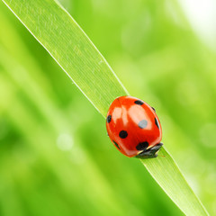 ladybug on grass