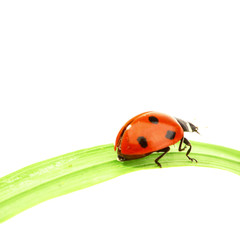 ladybug on grass