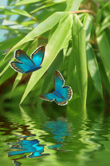 Obrazy na Szkle  para motyli nad rzeką
