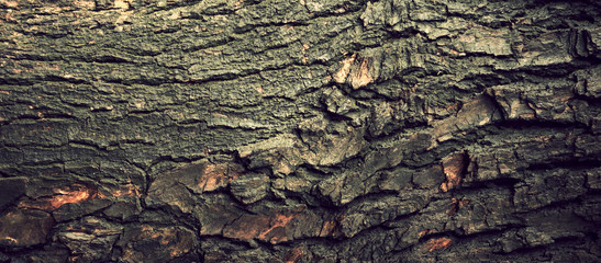 Close up tree bark