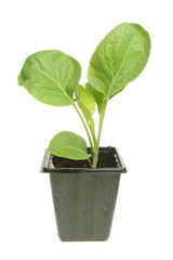 Seedling cabbage