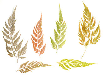 Assorted autumn leaves © Creativa Images