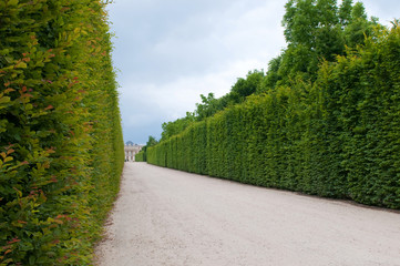 Line of sculpted trees in Versailles, France.