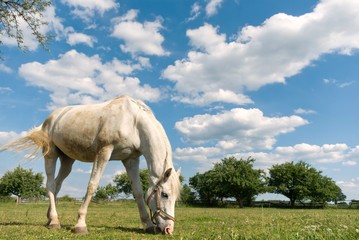 Obraz premium horse