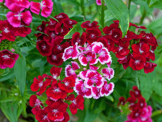 Bartnelken - Dianthus barbatus