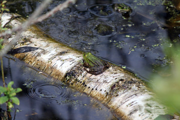 Frosch