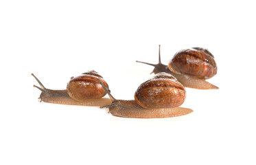 Snails creep