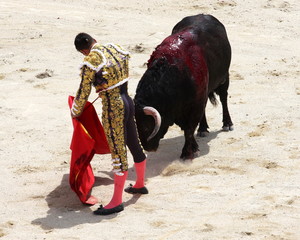 Obraz premium Matador