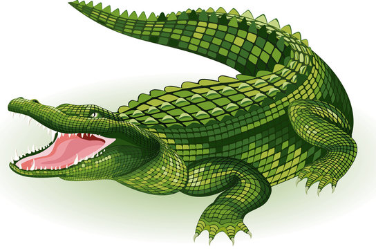 Vector illustration of a crocodile on white background