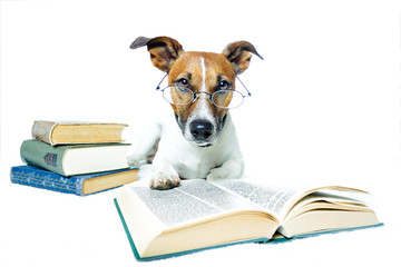 Hund studiert