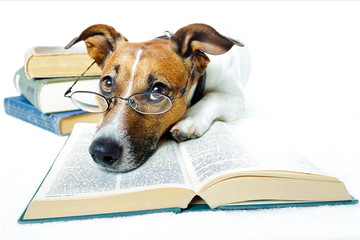 Hund studiert