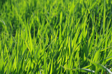 green grass