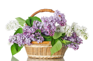 Beautiful lilac isolated on white background