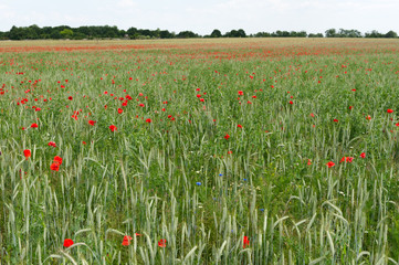 Roggenfeld mit Mohnblumen