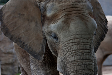 Obraz na płótnie Canvas elefant