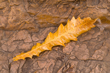 Fototapeta premium Yellow Leaf