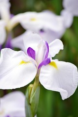 白いショウブの花のアップ