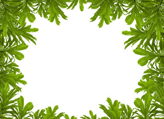 green leaves frame on white background with copy space
