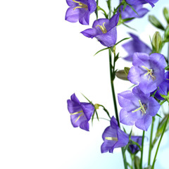 blue bell flower