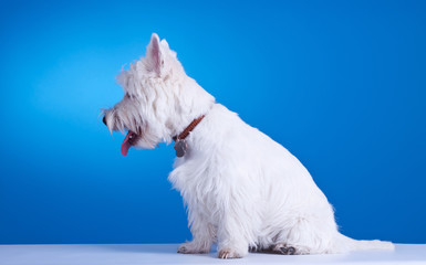 small westie with mouth open