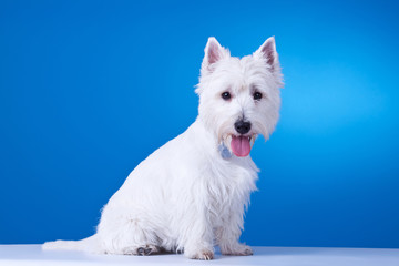 small westie with mouth open