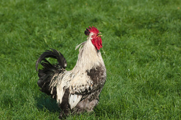 Crowing Rooster