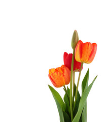 Red tulips on white background