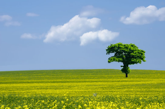 arbre dans le colza
