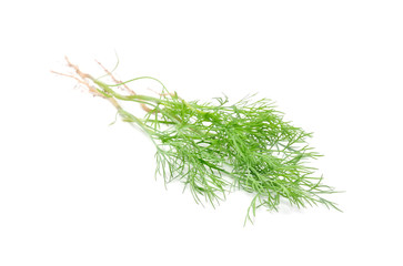 Young Dill with Roots Isolated on White Background
