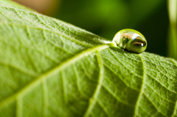 water drop on leaf
