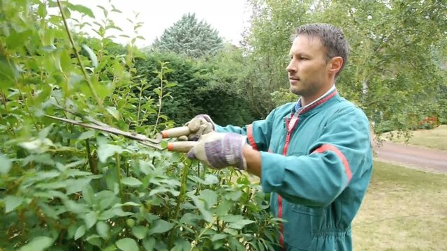Portrait of gardener cutting bush