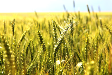 Obraz premium wheat bread