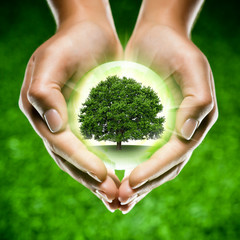 mains écologie arbre planète / green globe tree earth in hands - obrazy, fototapety, plakaty
