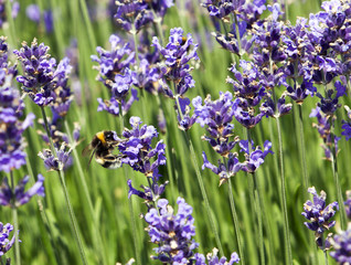 bee on lavender blossom