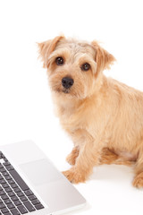 パソコンとノーフォークテリア