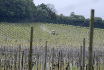 Obraz premium English vineyard in Springtime with tractor