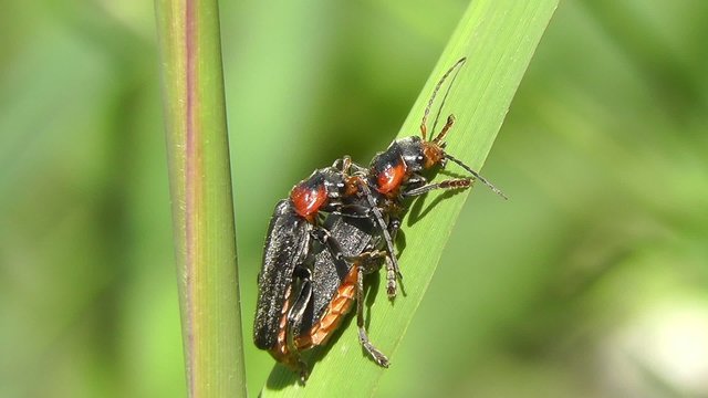 Gemeine Weichk&auml;fer - Cantharis fusca bei der Paarung