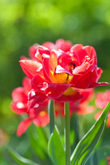 Spring field with colorful tulips.