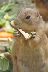 Prairie dog　プレーリードッグ