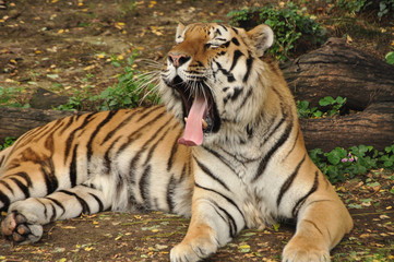 Fototapeta na wymiar tiger トラのあくび