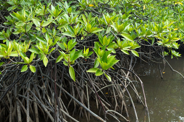 mangrove tree in tropical swamp