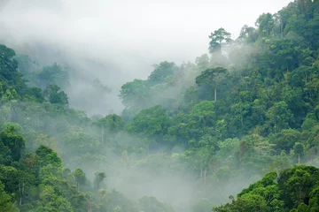 Fotobehang Jungle regenwoud ochtend mist