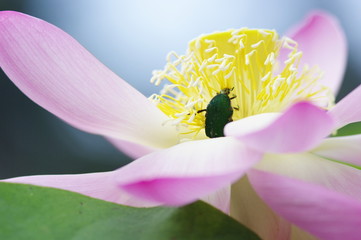 Lotus with a bug